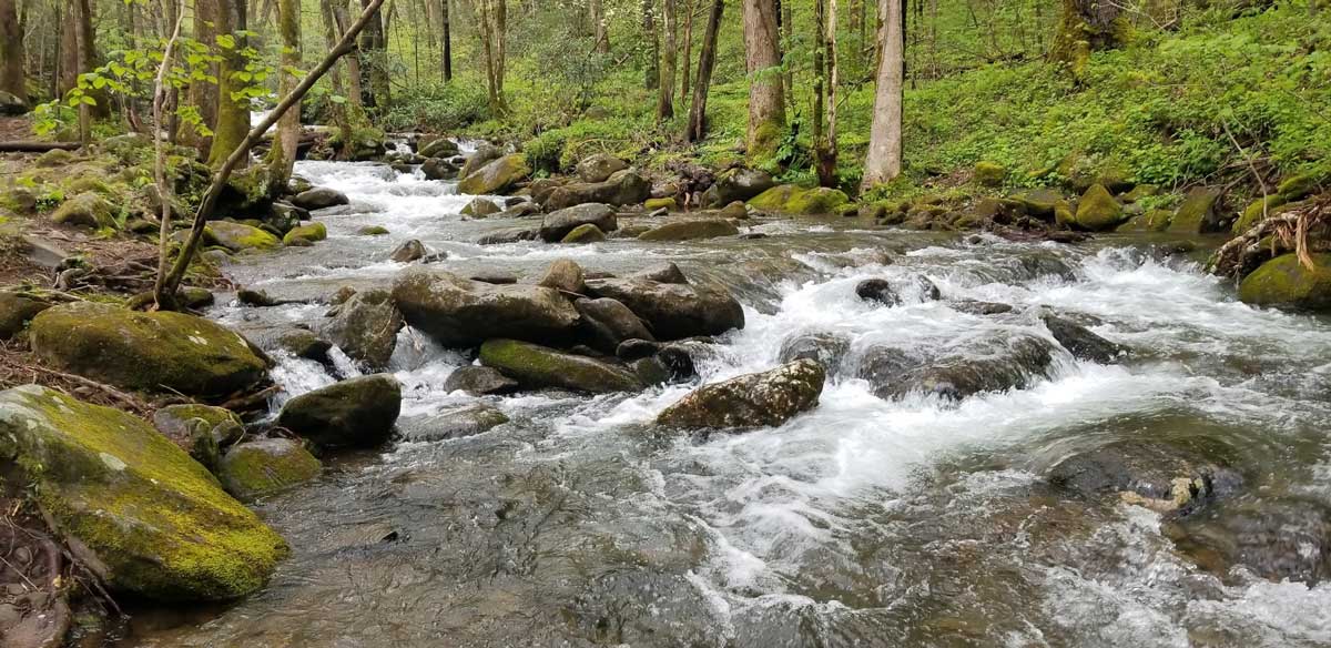 A mountain creek in the Smokies